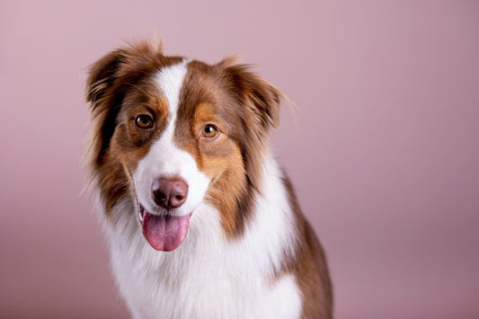 Australian Shepherd: Ironically Not From Australia