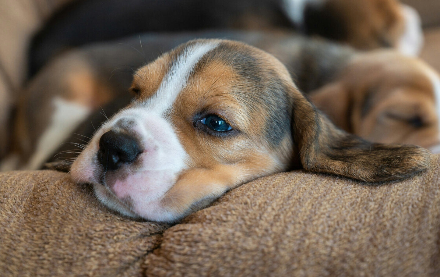 Beagle: The One Nose To Rule Them All
