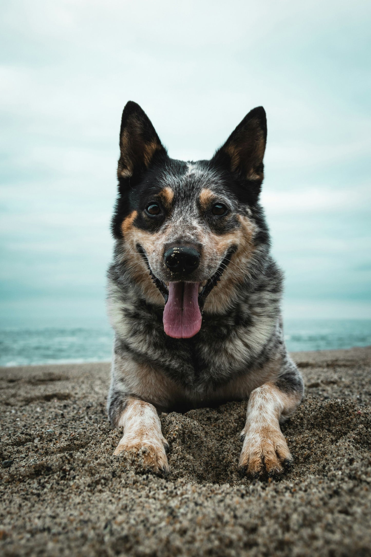 Blue Heeler: Does What It Says On The Tin
