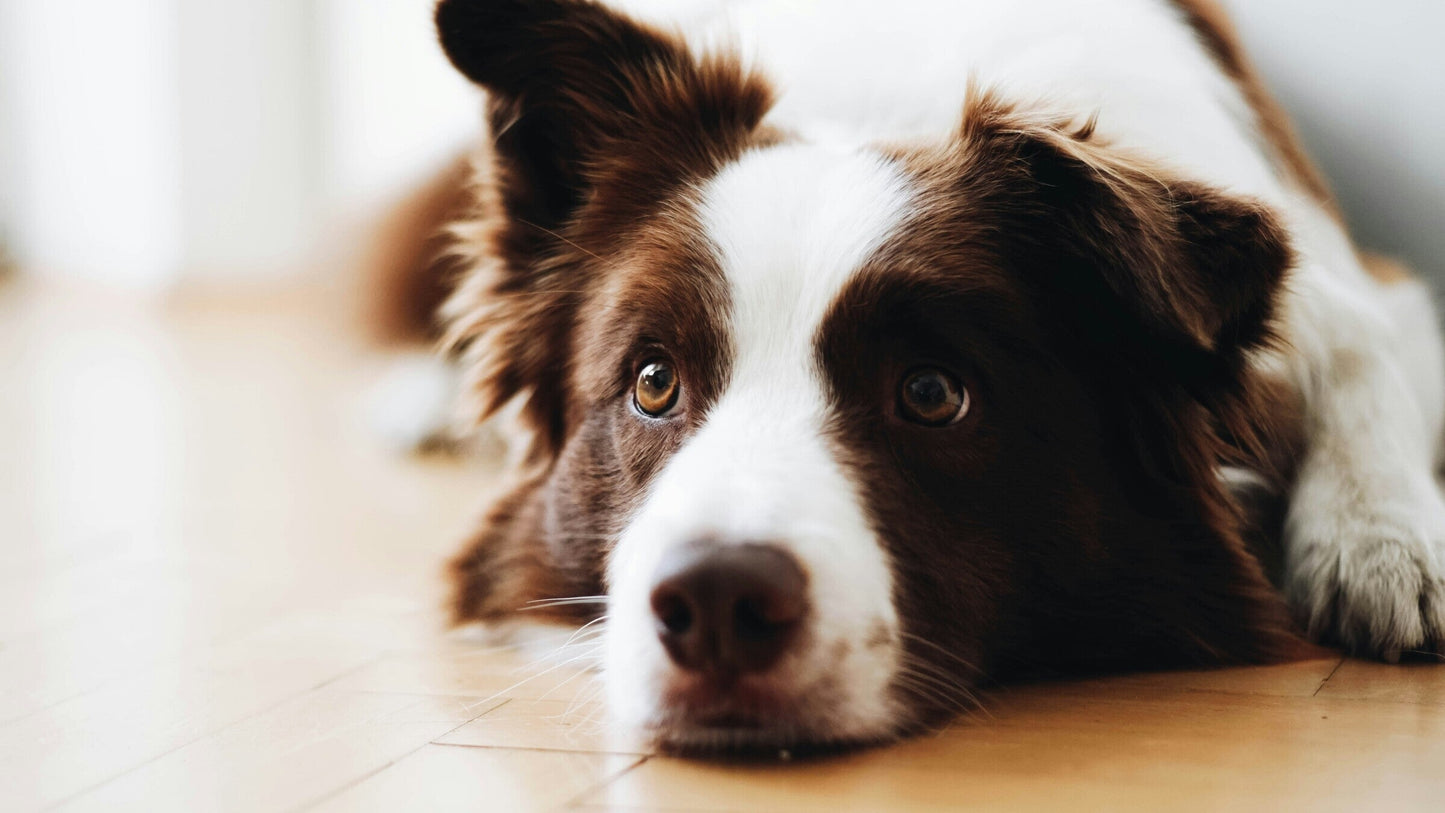 Border Collies: The Dominator of Dog Sports