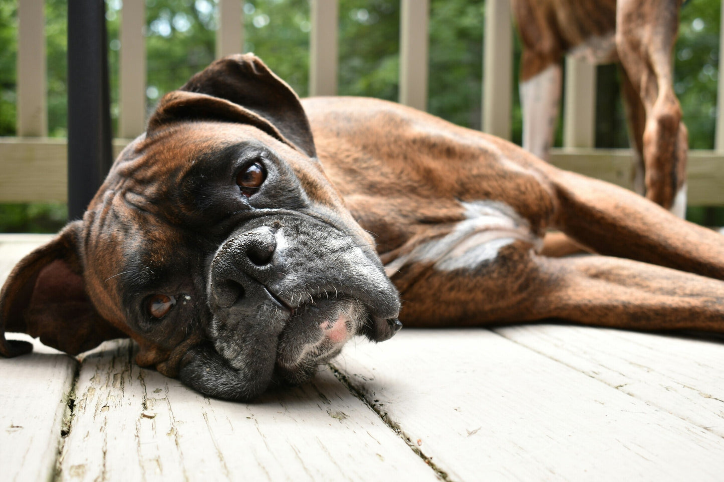 Boxer: The Unknown Cuddle Monster