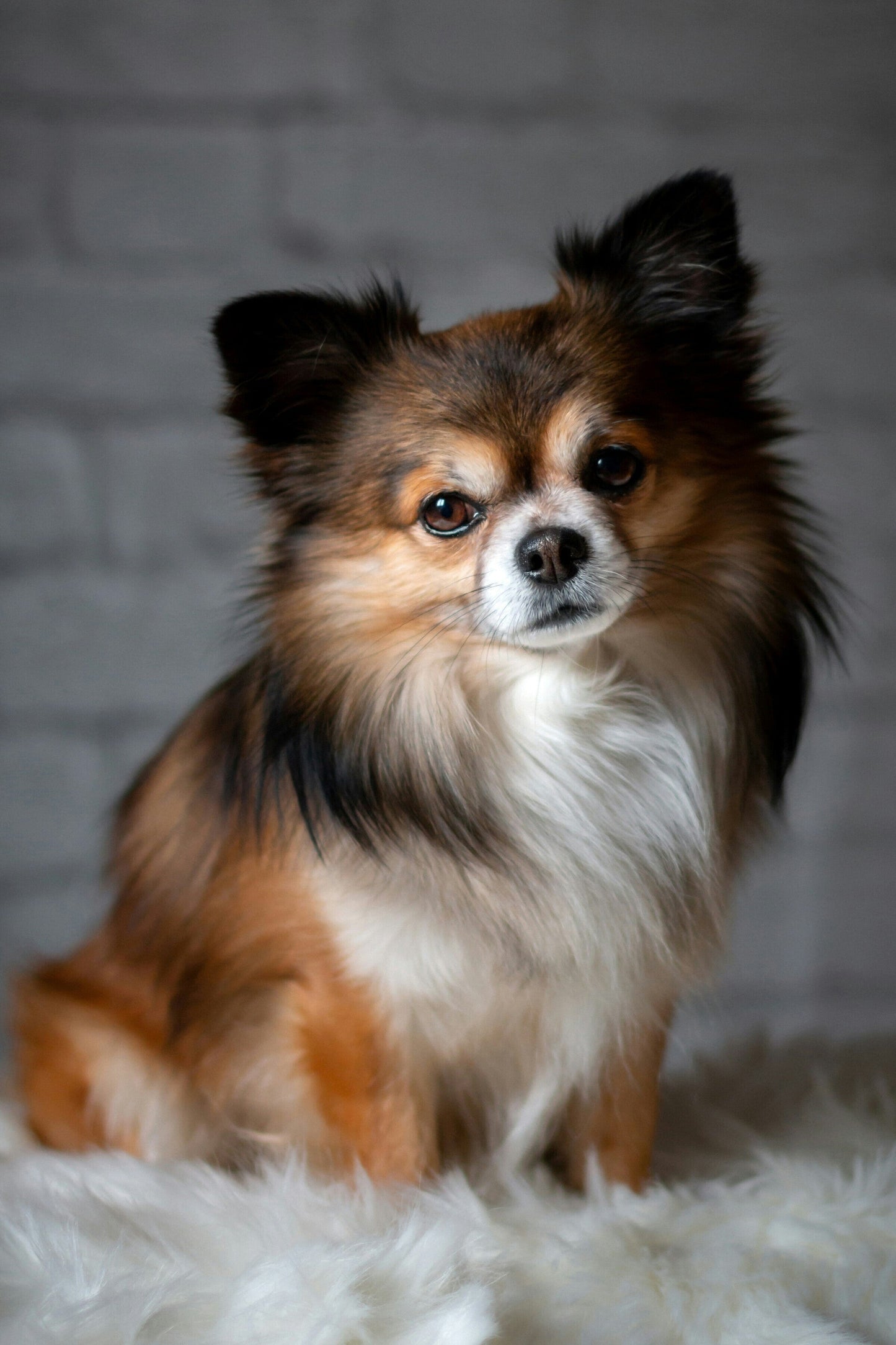 Chihuahua: The "Not A Handbag Dog"