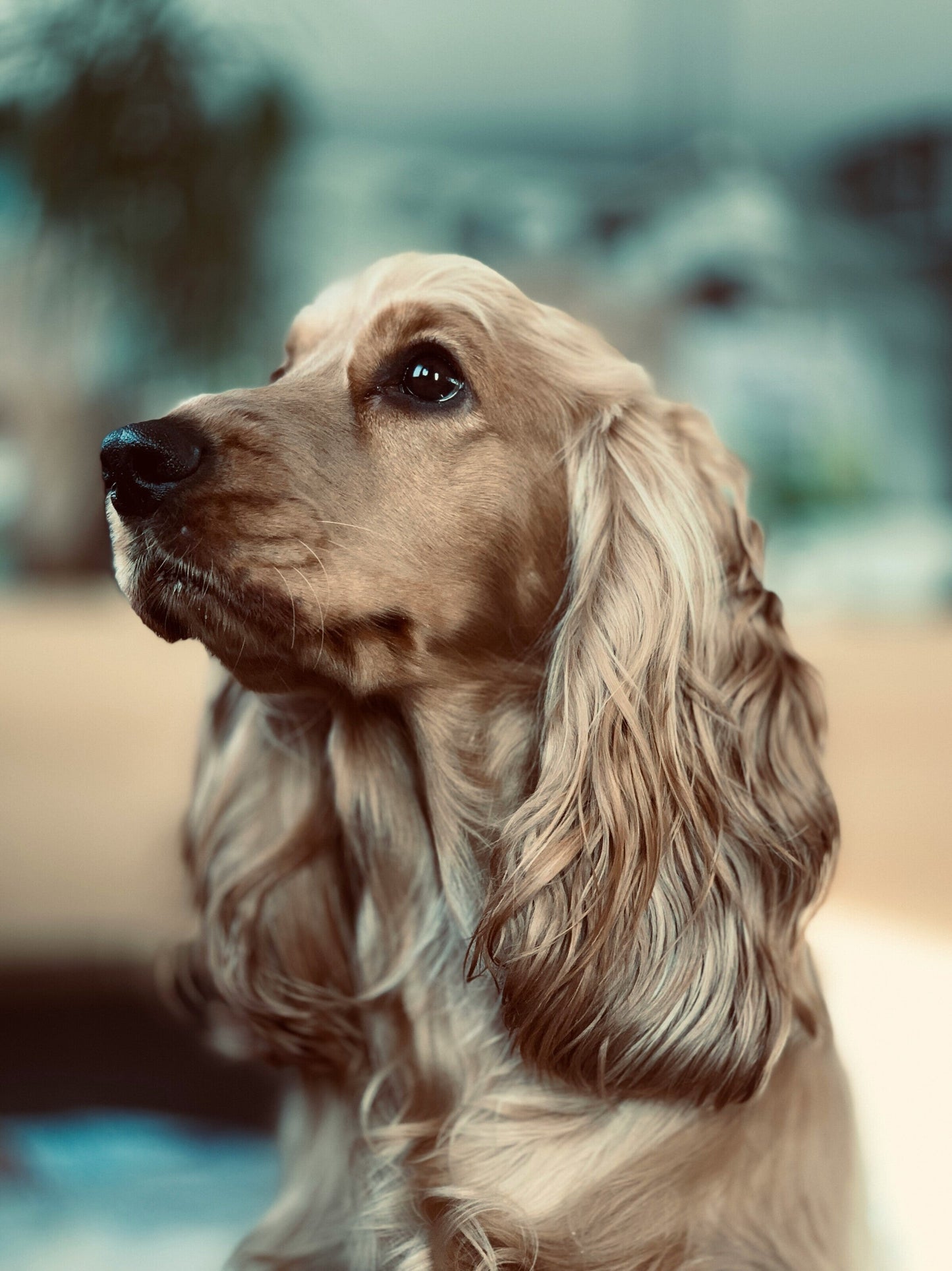 Cocker Spaniel: Zoom Zoom