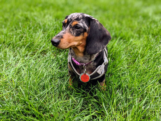The Miniature Dachshund: 50kg of Sass In a 5kg Body