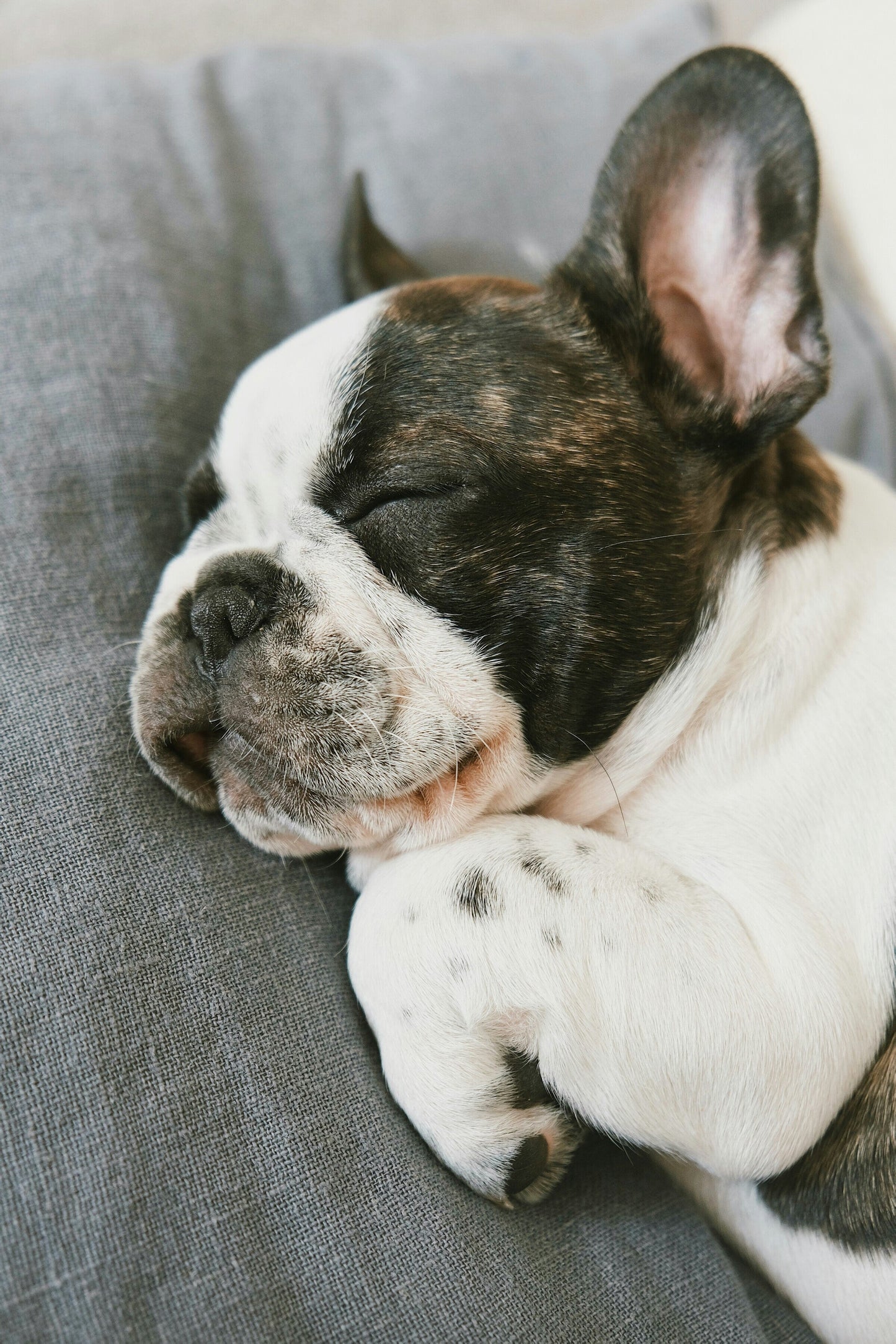 French Bulldog: From Paris With Love