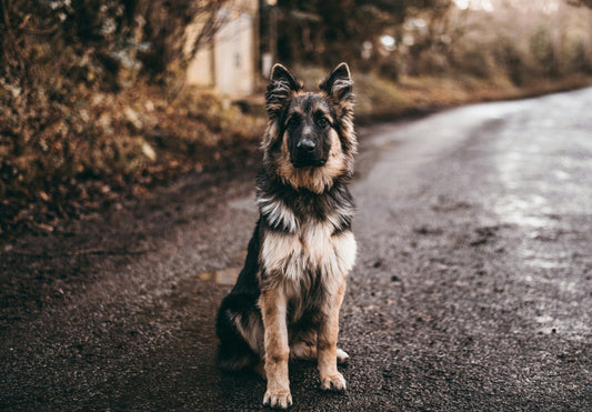 German Shepherds (GSD): Strong, Independent Protectors