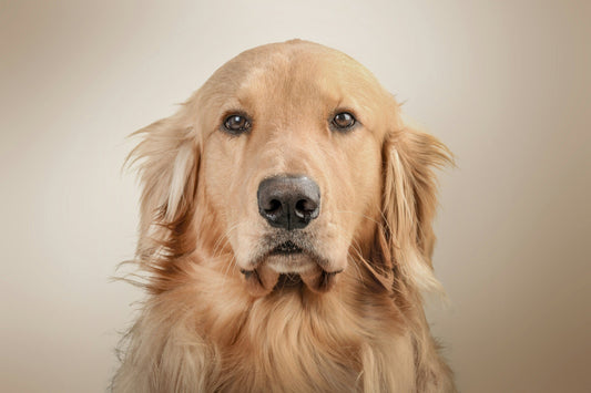 Golden Retriever: An Iconic Family Dog