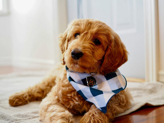 Groodle or Goldendoodle: The Original Doodle