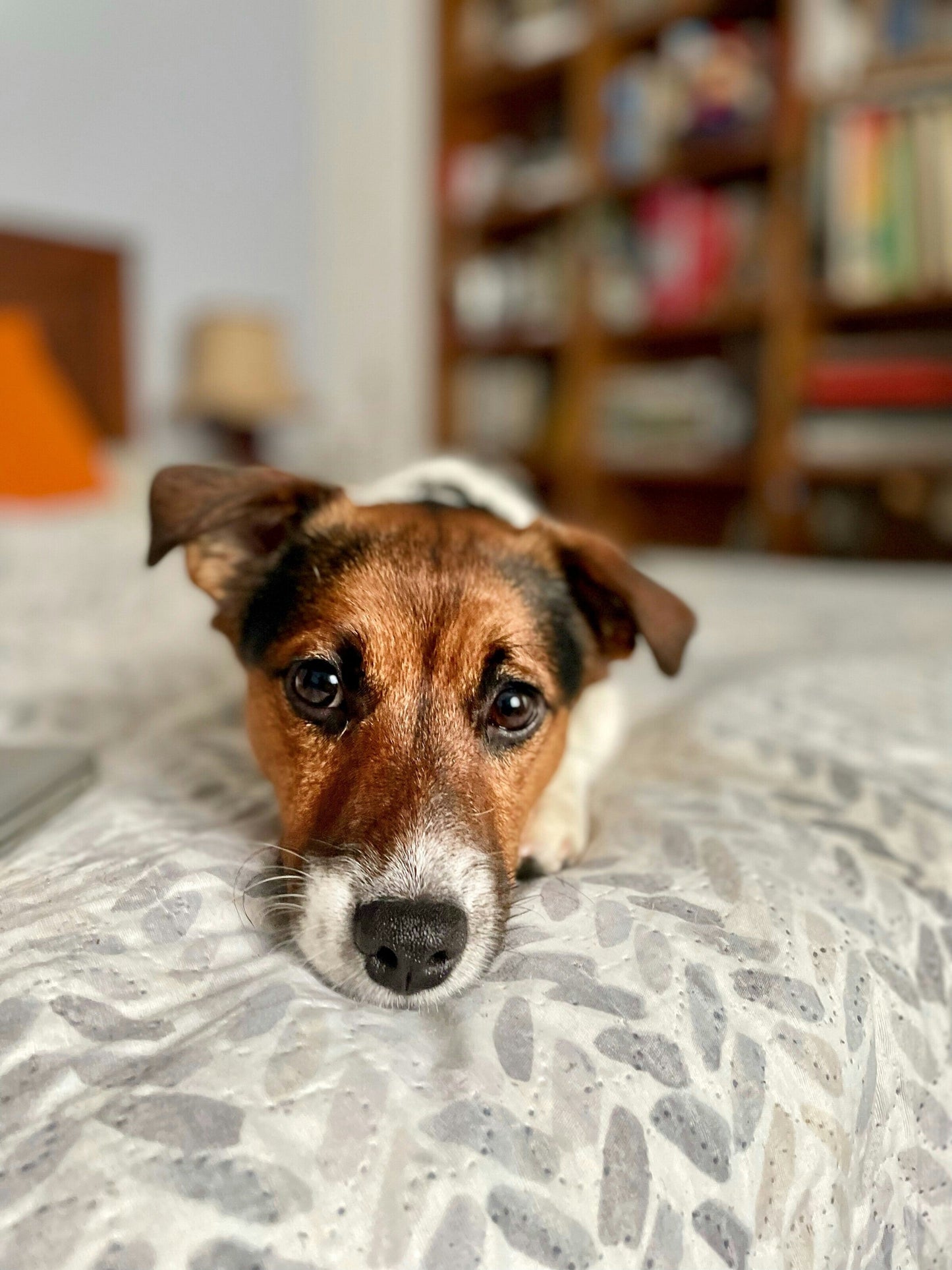 Jack Russell Terrier: They May Be Small, But Fierce