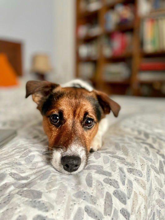 Jack Russell Terrier: They May Be Small, But Fierce