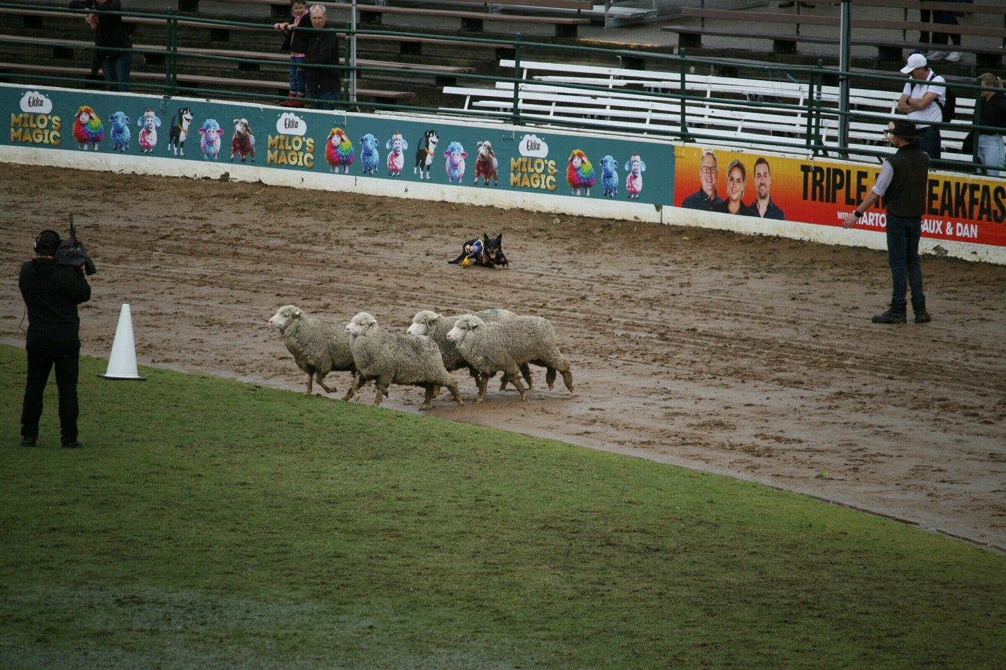 Kelpie: An Australian Icon