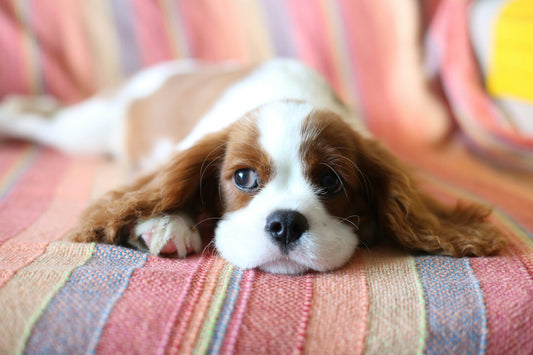 Cavalier King Charles Spaniel: English Royalty to Household Royalty
