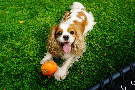 King Charles Spaniel: It's Not a Cavalier Spaniel