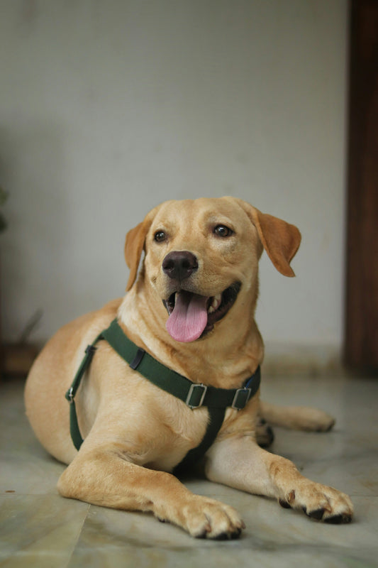 Labrador Retriever: A Family Dog Through and Through