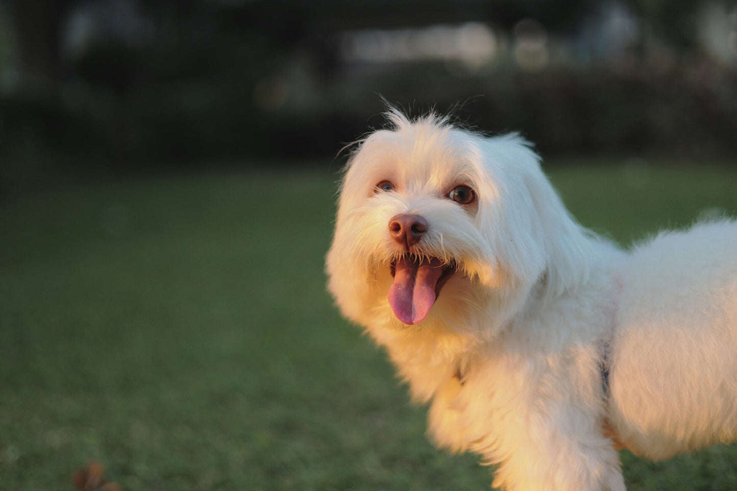 Maltese: Is The Plural Maltese(rs)?