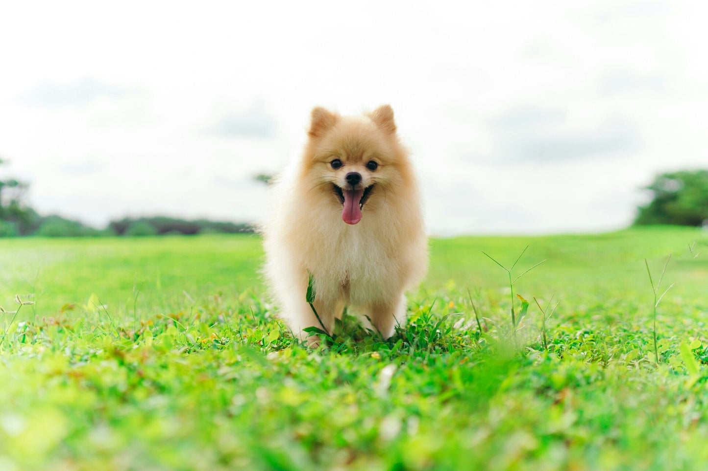 Pomeranian: 100% Huskey Attitude, 10% Huskey Size