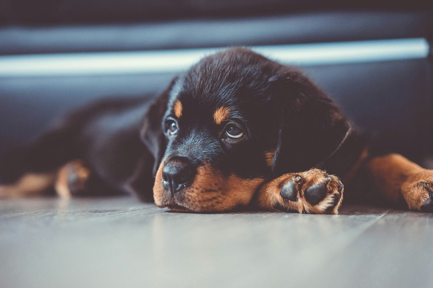 Rottweiler: Loveable Goofball and Loyal Companion