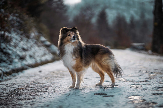 Shetland Sheep Dog: A Coat Paris Fashion Week Would Envy