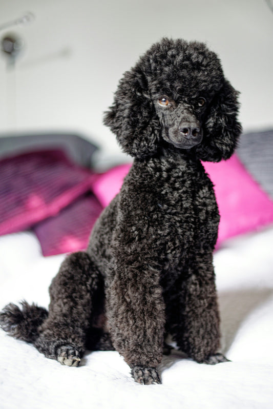 Pure Bred Poodle: The Only Dog That Cannot Be Doodled