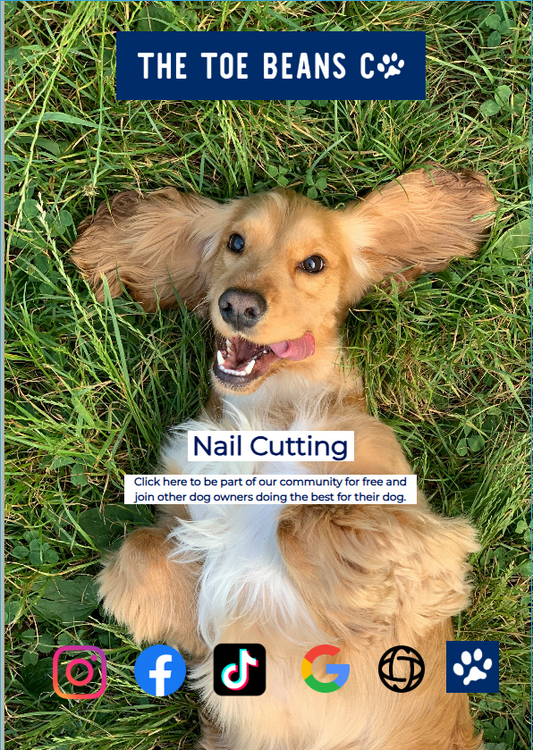 How To Trim Dog Nails Without The Drama (Step-By-Step Guide)