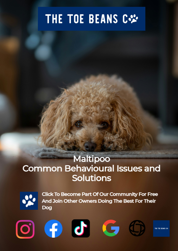 Maltipoo: The Nobleman's Lap Dog Meets the Circus Star