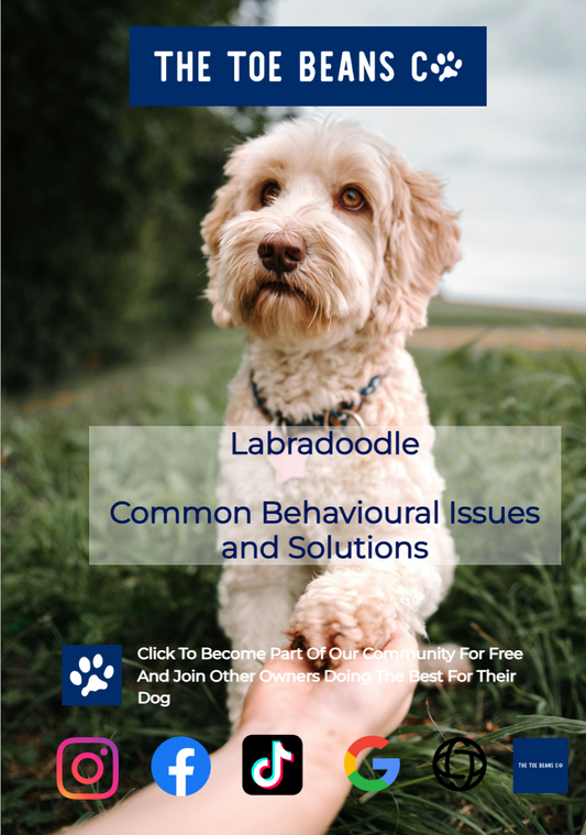 Labradoodle: The First Gen Working Doodle