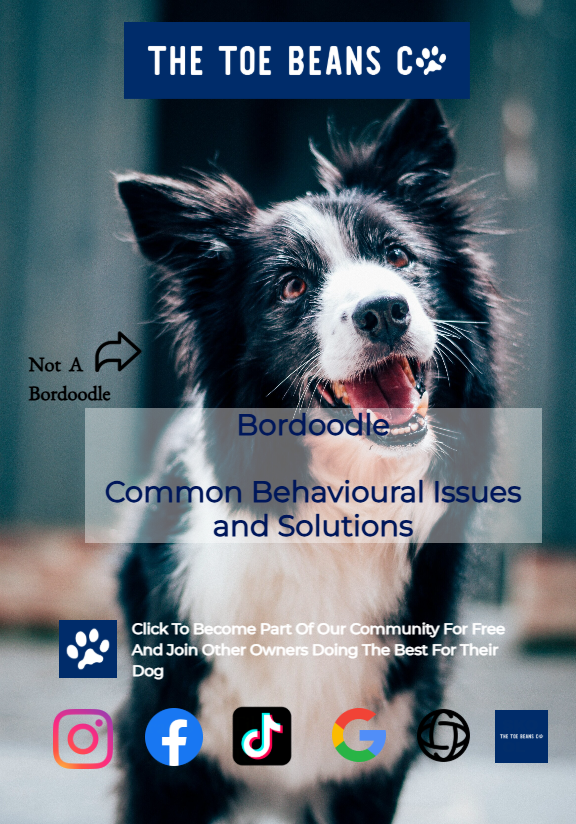 Bordoodle: They Hate Being Bored (See What I Did There)