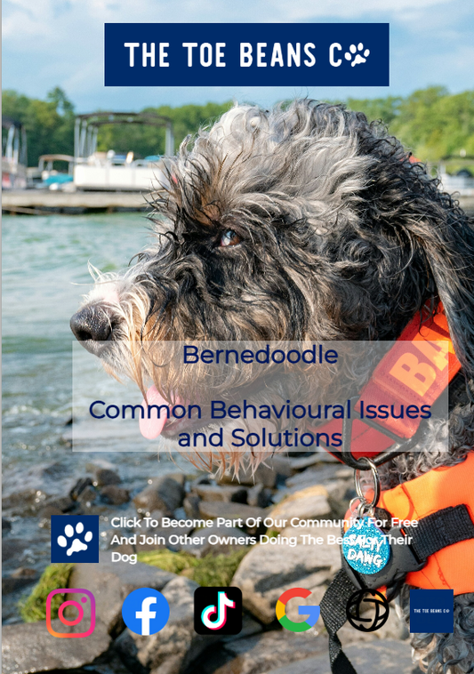 Bernedoodle: Swiss Mountain Heritage Meets Poodle Intelligence