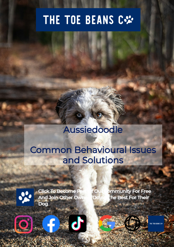 Aussiedoodles: Not From Australia