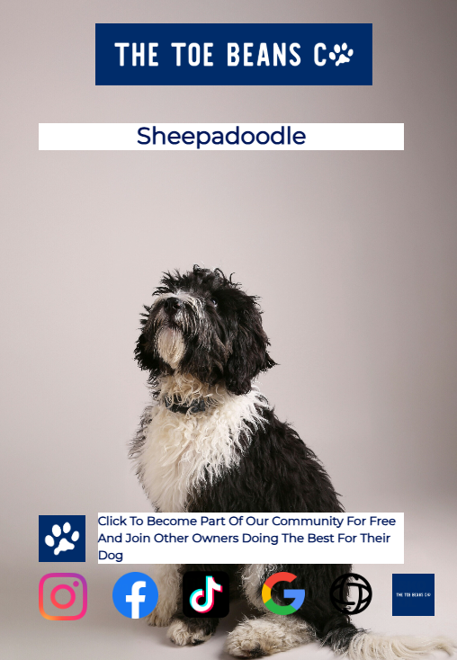 Sheepadoodle: Not a Shepadoodle