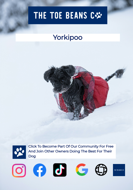 Yorkipoo: Yorkshire Pudding Meets Dog