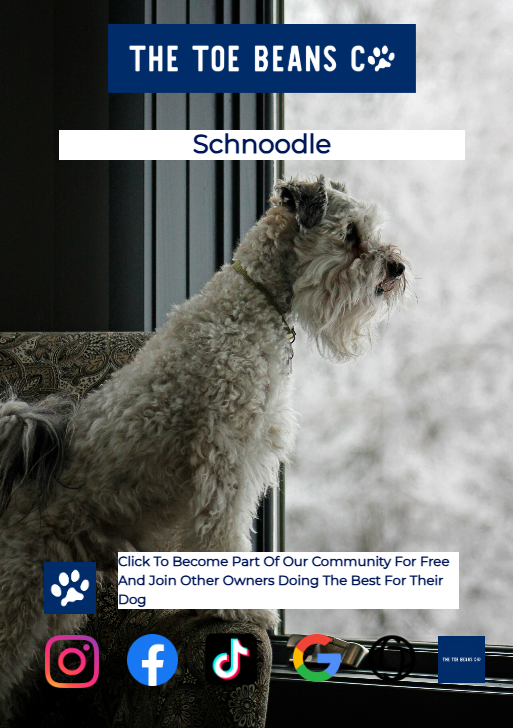 Schnoodle: He's Smuggling A Schnauzer