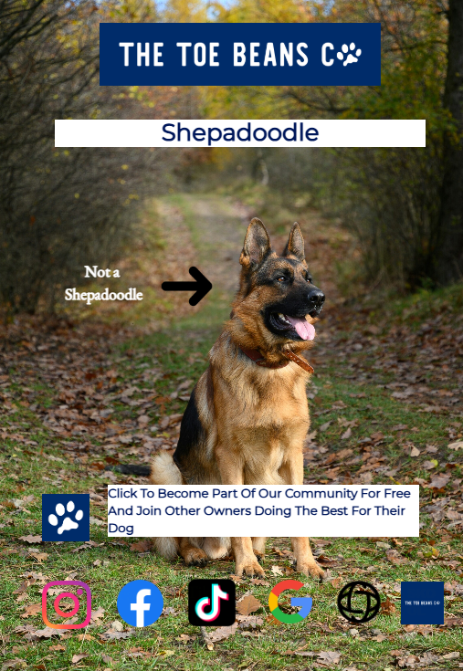 Shepadoodle: Not a Sheepadoodle