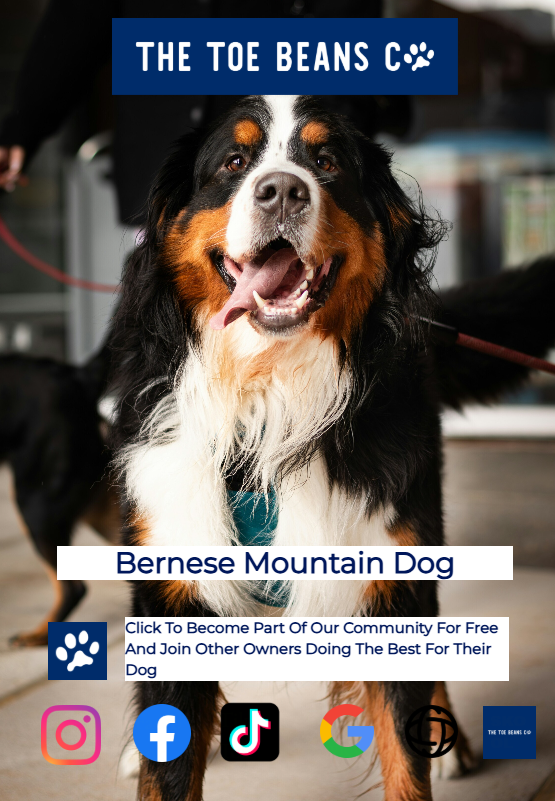 Bernese Mountain Dogs: A Good Time, Not A Long Time