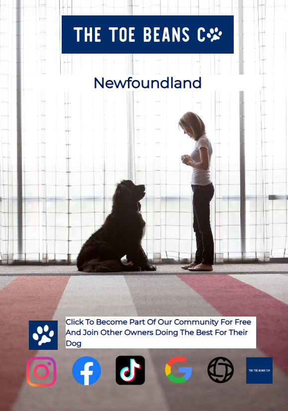 Newfoundlands: Lots of Drool, Lots of Love