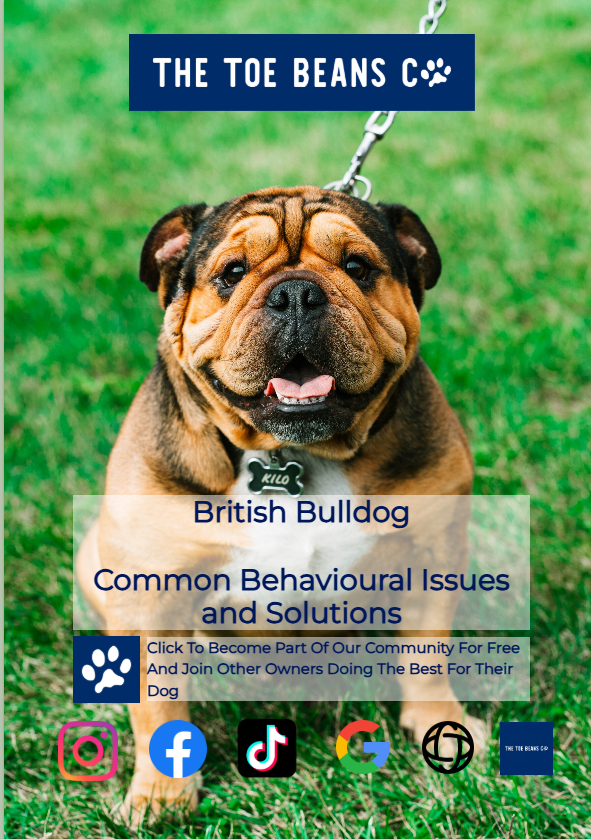 English Bulldog: The Reformed Fighter