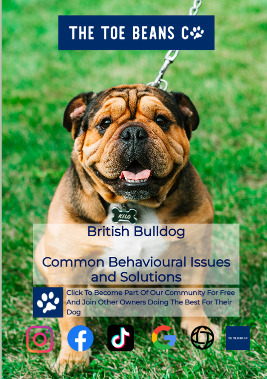 English Bulldog: The Reformed Fighter