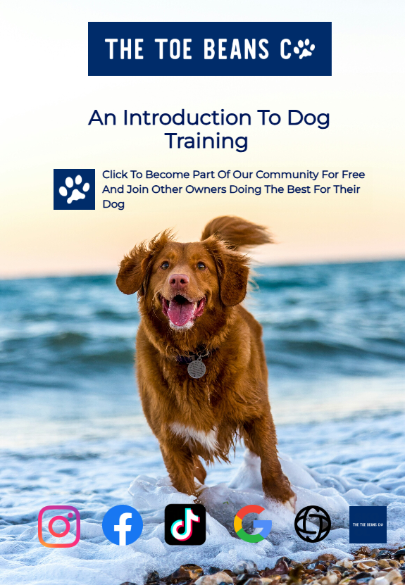 What Is Scientific Conditioning Dog Training? A Quick Guide