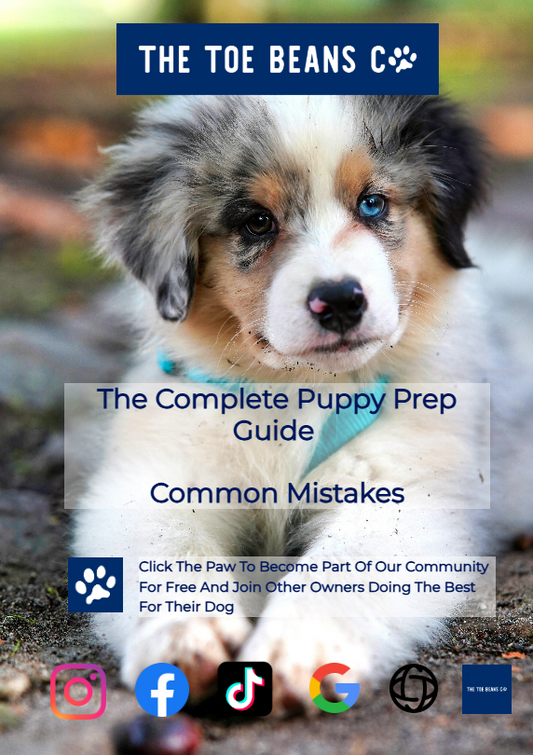 4. Common Puppy Mistakes (And How To Avoid Them)