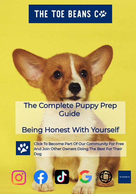 1. Am I Ready For A Puppy? (The Questions Nobody Asks)