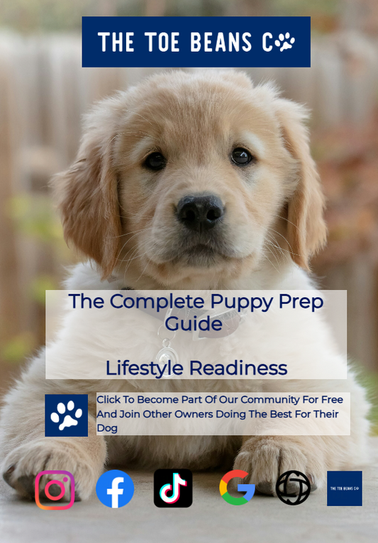 2. Is Your Lifestyle Ready For A Puppy? (The Honest Assessment)