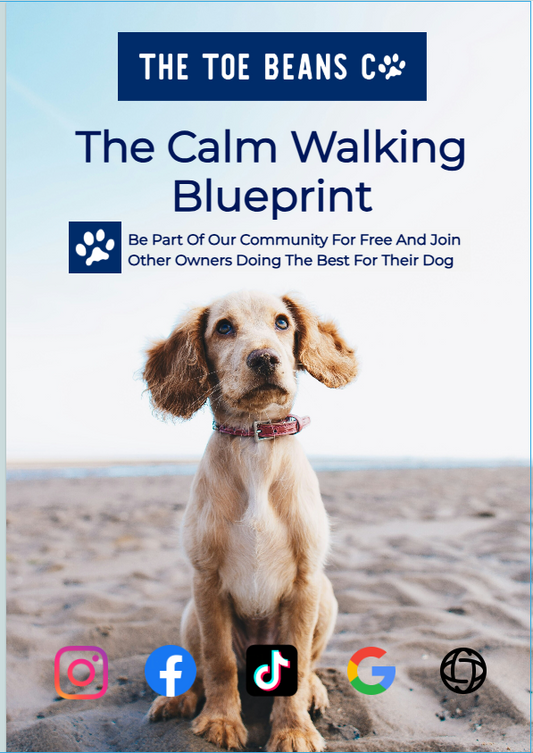 The Calm Walk Blueprint: Stop Lead Pulling Forever