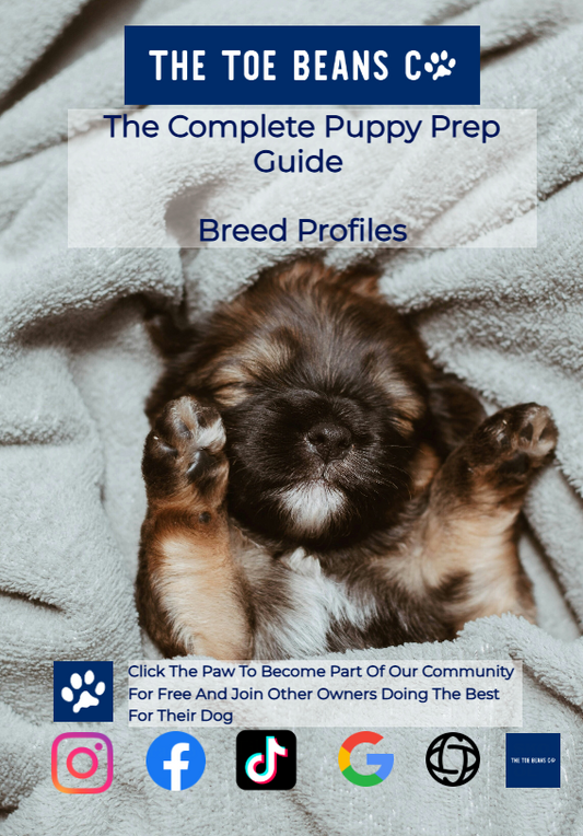 8. Dog Breed Comparison Guide: Energy, Cost, Health & More