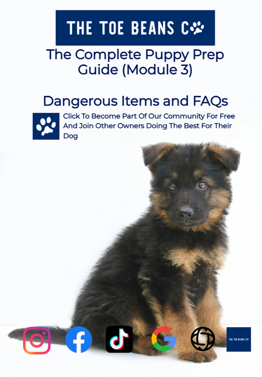 12. Items That Are Toxic To Puppies (And What To Do If They Eat Them)