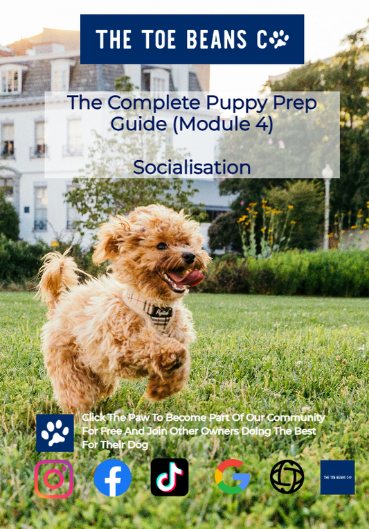 15. Puppy Socialisation: The 8-16 Week Window That Really Matters