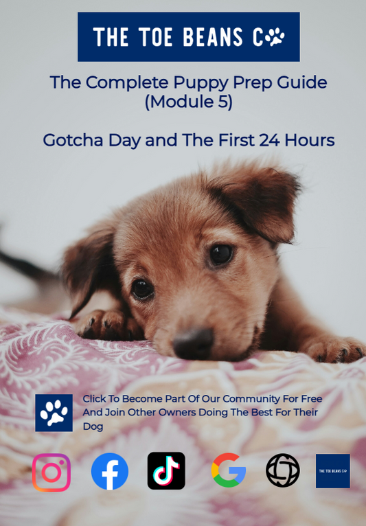 18. How To Introduce Your New Puppy To Family, Kids, And Other Pets