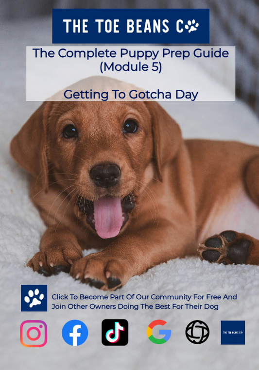 16. Your Complete Puppy Pickup Checklist (Don't Leave Without These)