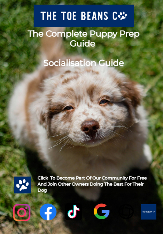 21. Puppy Socialisation Week By Week