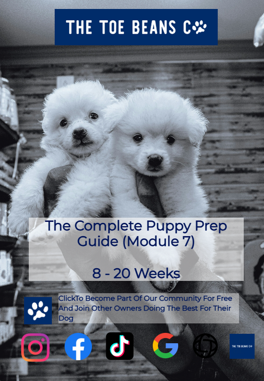 23. Puppy Development 8-20 Weeks: What To Expect