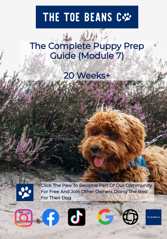 24. Puppy Development 5-12 Months: The Adolescent Stage